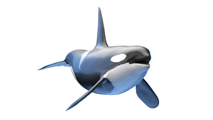 killer whale © Sebastian Kaulitzki