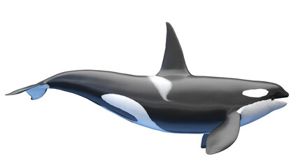 killer whale © Sebastian Kaulitzki
