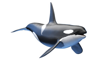 killer whale