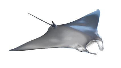 manta ray
