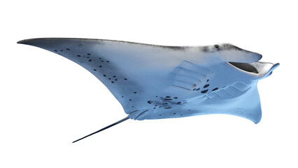 manta ray