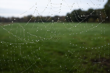 Spider silk in raindrops or dew, in the early morning, against the backdrop of a green meadow. Spiderweb insect trap. 