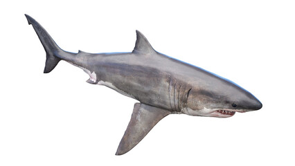 shark