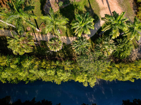 Aerial Downward Shot Of Tropical Palm Tree Path Alongside River In Cairns Botanical Gardens