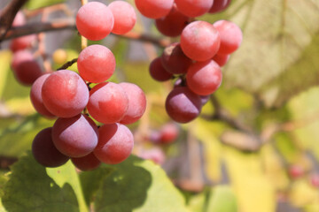 Pink Grapes Growing On Field. Bunch of pink grapes. Ripe red wine grapes.