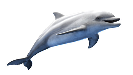 dolphin
