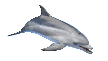 dolphin