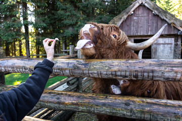 Close-up, a woman is feeding a bull behind a wooden partition.