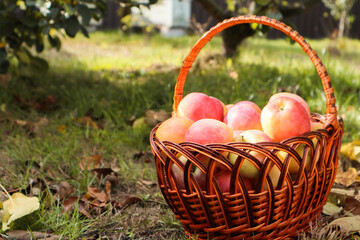 Organic Organic Apples in the Basket. Orchard. Garden. Harvested red apples in a basket