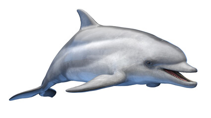 dolphin