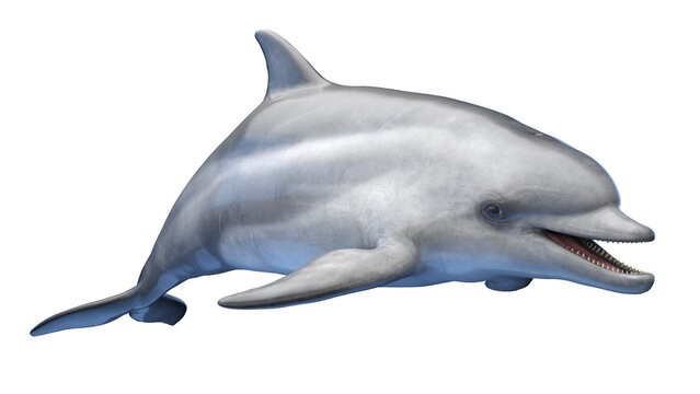 イルカイラスト の画像 62 794 件の Stock 写真 ベクターおよびビデオ Adobe Stock