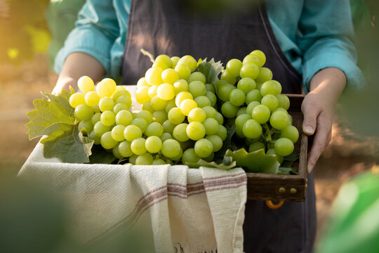Close-up of a young female farmer holding a basket full of grapes she has harvested and holding it with both hands in front of her
