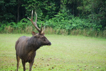 A young beautiful horned deer is grazing the green grass and feeding on the pasture, a wildlife animal in environmental ecology, the outdoor landscape at the natural national park grassland.