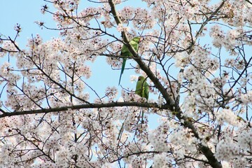 Indian ringneck parrot and cherry blossoms