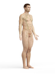 Fototapeta premium lymphatic system