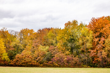 autumn landscape with trees