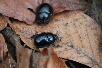 Closeup shot of small black beetles crawling on dry autumn plants