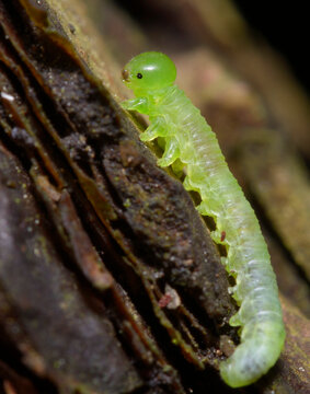 caterpillar of a sawfly, Tenthredinidae, sitting on a pine bark