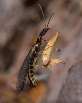 snakefly, Raphidioptera, sitting on a piece of yellow leaf in front of brown blurred background