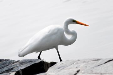 great white heron in the shore in the lake