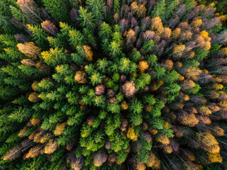 Arial view of fall forest in rural Sweden