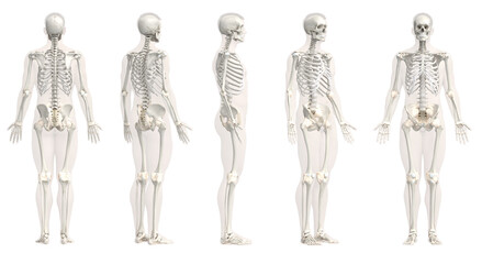 3d rendered medical illustration of the male skeleton - 540742253