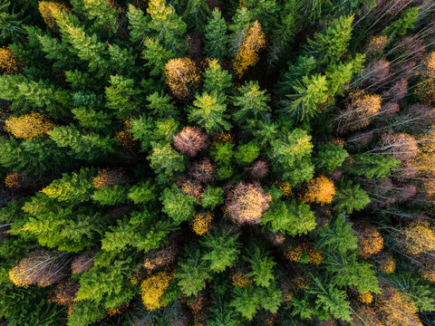 Arial View Of Fall Forest In Rural Sweden