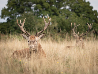 Two adult male deers hidden in tall grass in a meadow near forest in England.