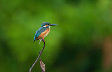 A Common Kingfisher (alcedo atthis) perched on a branch waiting for the moment to catch a fish.