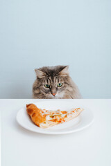 Gray fluffy hungry cat looking at pizza on plate on table. Funny curious pet and food in kitchen