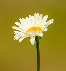 Flower detail of ox-eye daisy, known as oxeye, dog, or marguerite (Leucanthemum vulgare)