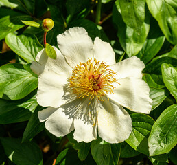 white flower of peony or paeony (Paeonia)