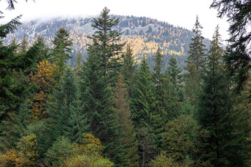 Coniferous forest in the highlands in early autumn.