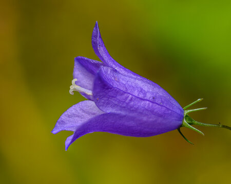 purple flower of harebell or Scottish bluebell (Campanula rotundifolia)