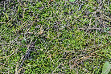 Nature Plant Spring Field Summer