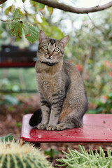 cat sitting on the table in the garden