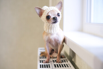 Sad frozen little small puppy Chihuahua lying on floor in plaid, blanket near heating radiator at...