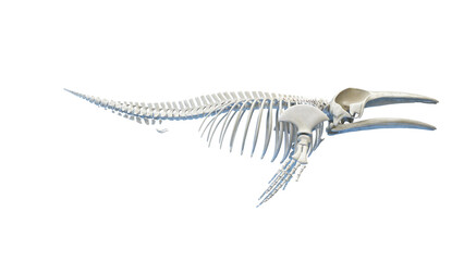 whale anatomy