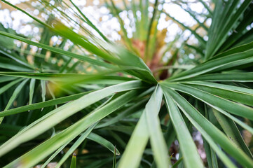 Green leaves of a palm tree in a greenhouse. 