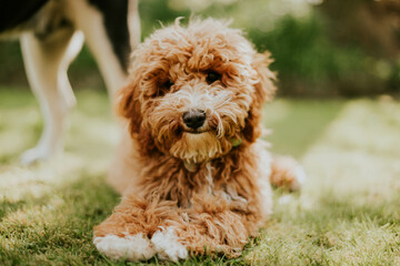 Fototapeta premium Cavapoo dog in grass