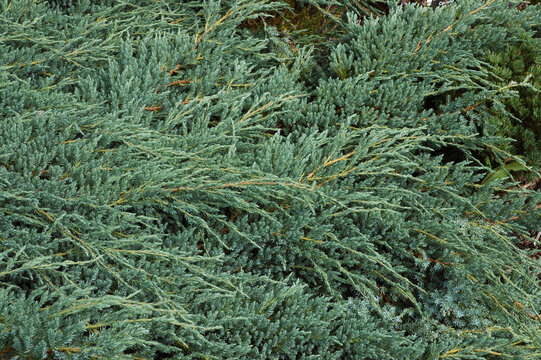 Genévrier écailleux , Juniperus squamata , Variété Blue Carpet, Jardin botanique de Rospico, Nevez , 29, Finistere