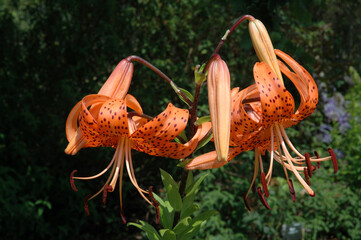 Lis , Lilium lancifolium , Variété Splendens