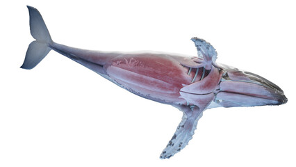 whale anatomy © Sebastian Kaulitzki