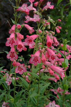 Galane, Penstemon , Vari&eacute;t&eacute; Hewell Pink Bedder