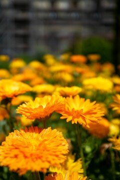 Blooming orange flowers in the botanical garden in Bonn