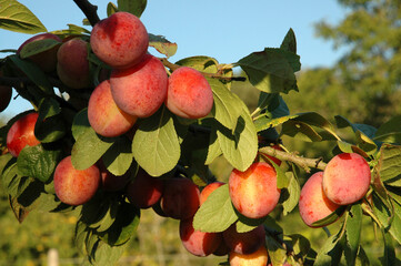 Prunier , Prune, Prunus domestica , Variété Reine Claude Violétte