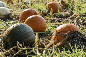 Multi-coloured Halloween pumpkins in Staffordshire field, natural food autumnal seasonal illustration.