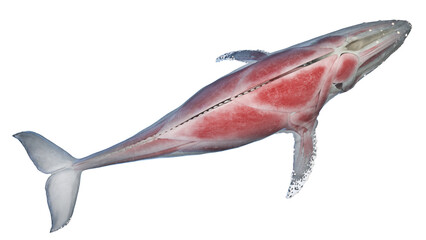 whale anatomy © Sebastian Kaulitzki