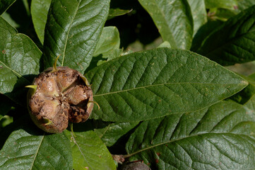 Néflier , Nefle,  Eriobotrya japonica