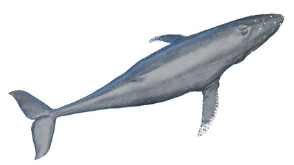 whale anatomy